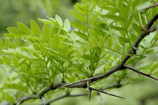 Green Leaves and Sharp Thorns of Japanese honey locust (Gleditsia japonica), Tohoku, Japan