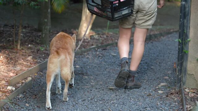 Zookeeper Walking a Dingo on a Leash Along a Gravel Path