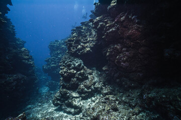 Fototapeta premium Peaceful Underwater Scene With Fish and Blue Water