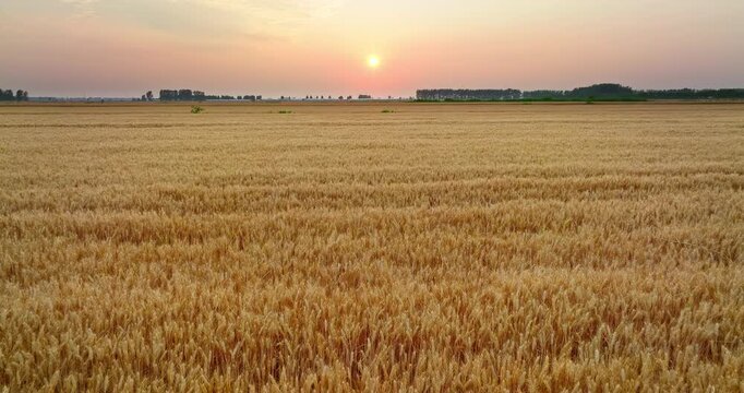Beautiful golden sunset over vast ripe wheat field in agricultural countryside
