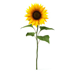 Fototapeta premium Yellow sunflower with green leaves isolated on white background