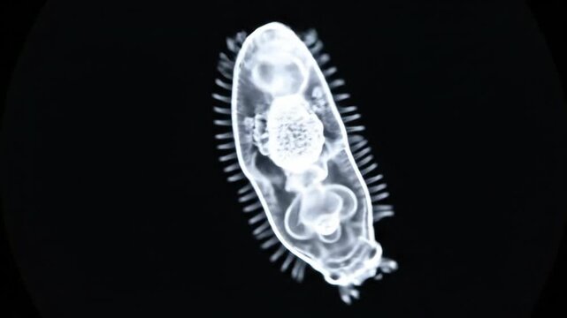 Microscopic view of a small, oval-shaped organism with cilia and internal structures