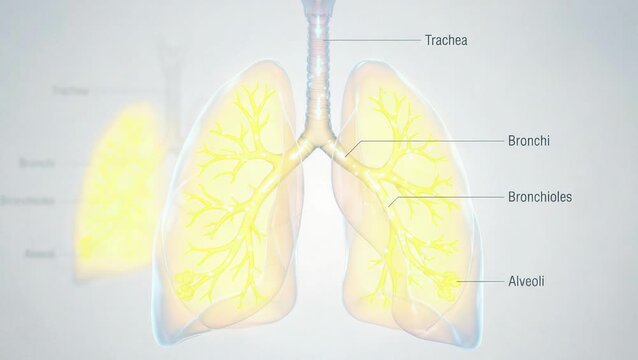Detailed human lungs anatomy illustration, medical educational concept
