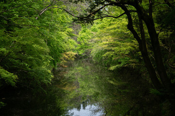 Obraz premium A forest and stream surrounded by fresh greenery.