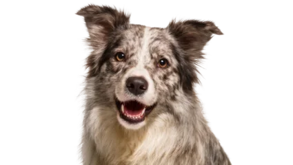 Fotobehang Hond Merle Border Collie dog with happy expression, isolated on transparent background  © Carlos