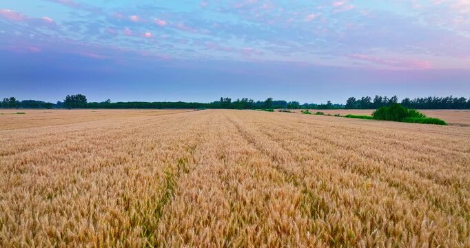 Beautiful sunset over vast golden wheat field ready for harvest in rural landscape