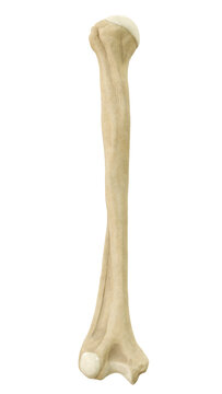 2D illustration of the human humerus bone, anterior (front) view. Clean anatomical diagram isolated on transparent background. High-quality medical asset for education and healthcare design.