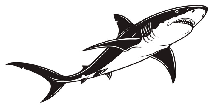 Black and white vector illustration of a great white shark showing predatory movement with marine life predator wildlife illustration swimming dangerous underwater creature monochrome
