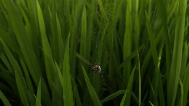 Small garden spider hanging on a web among lush green rice paddy leaves