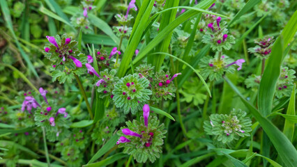 Fototapeta premium Lamium amplexicaule plant with small purple flowers growing in grass
