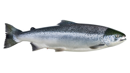 Obraz premium Whole raw salmon fish with dark spots and silver scales, isolated on transparent background