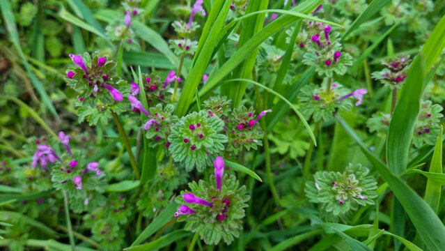 Lamium amplexicaule plant with small purple flowers growing in grass