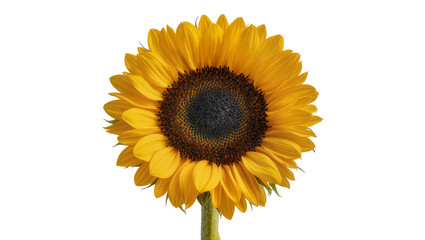 Bright yellow sunflower with dark center, isolated on transparent background © Carlos