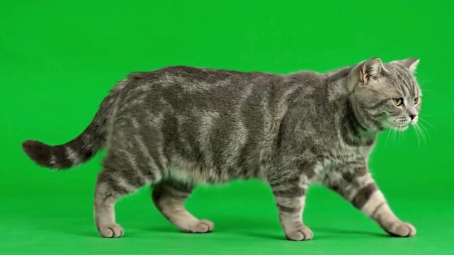 British Shorthair cat walking on green screen purebred tabby feline with distinct markings isolated for eas
