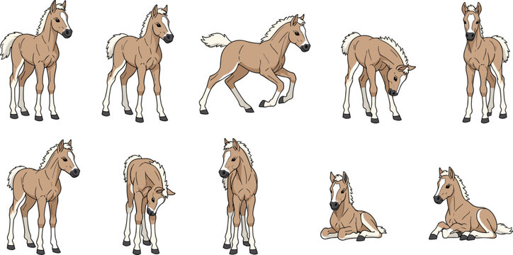 Set of Cute Foal Illustrations Featuring Young Palomino Horses in Various Poses Including Standing Running Grazing and Lying Down for Equine and Farm Theme Graphic Designs