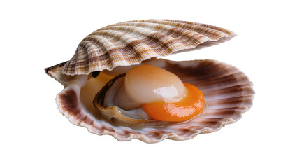 Fresh raw scallop in shell, isolated on transparent background © Carlos