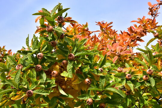 
Common medlar