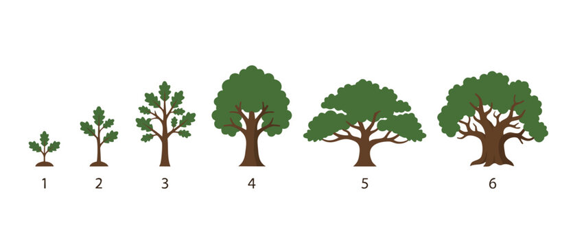 Tree Growth Stages Timeline Infographic, Sequential Development From Sapling To Mature Oak Tree, Biological Life Cycle Concept For Environmental Protection, Business Progress And Nature Education Vect