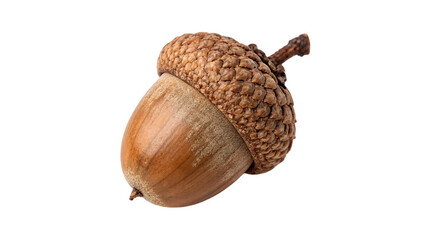 detailed acorn with textured cap isolated on transparent background cut out © 1png-stock