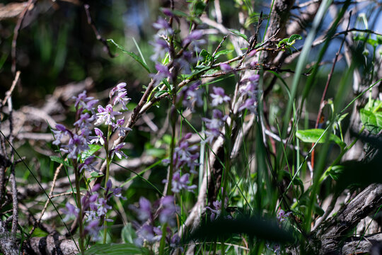The Small Roundleaf Orchid Amongst Alpine Habitat