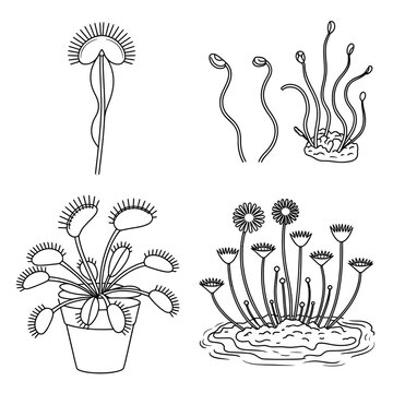 Venus flytrap vector illustrations in various forms and settings