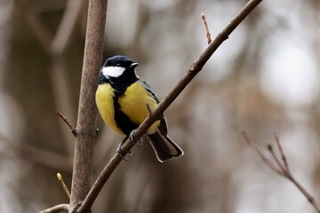 Great tit bird perched on a branch in early spring © k49red