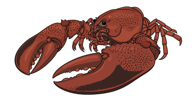 Red Lobster Crustacean Seafood Animal.