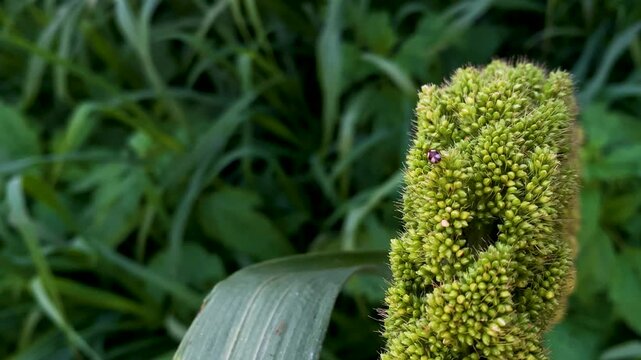 Close-Up of Ripening Green Sorghum Grain Head Growing in a Lush Rural Farm Field