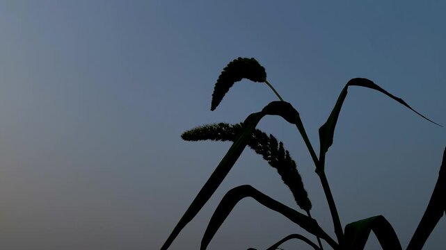 Silhouette of Pearl Millet Stalks Standing Against a Clear Twilight Sky at Dusk