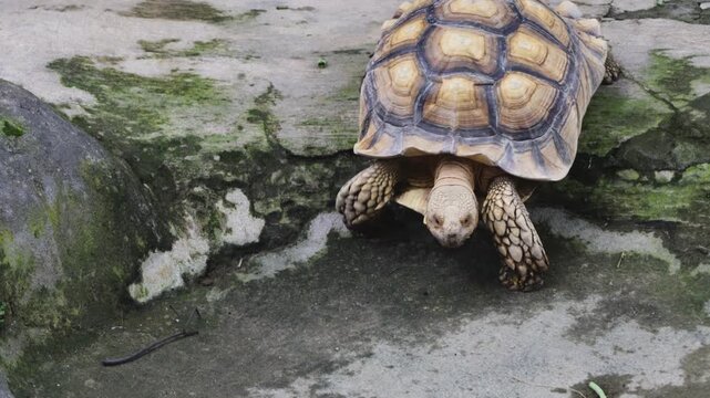 A large brown stilt tortoise is walking slowly on a mossy rock