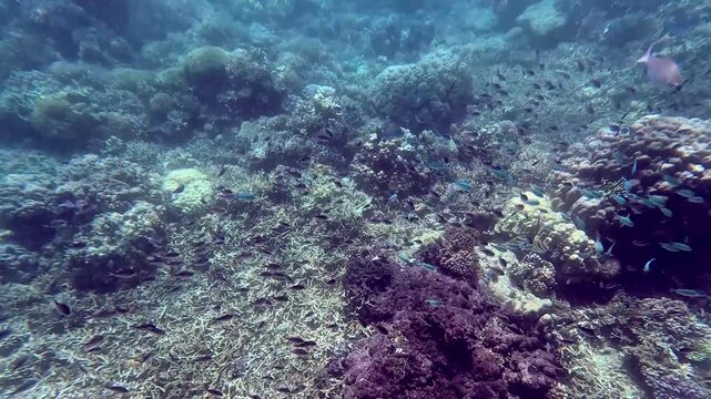 Snorkeling pov showing an ethereal underwater scene of fish swimming in schools, scattered and swayed by the strong current after a tropical storm. Dauin, Philippines
