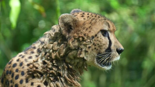 A cheetah (Acinonyx jubatus) looks around the surroundings, close up shot.