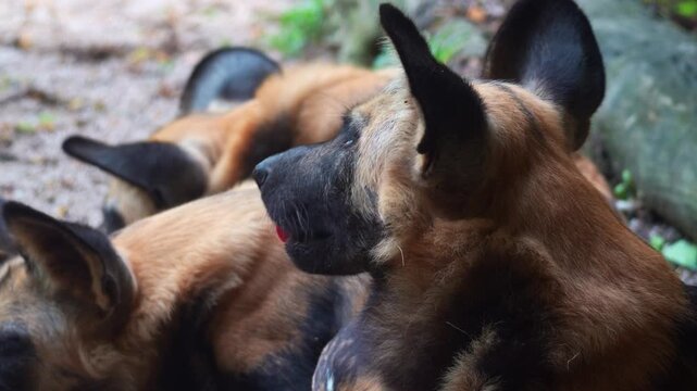 A close-up shot of an African wild dog (Lycaon pictus) pack resting.