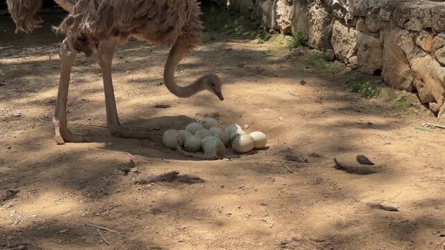 Female ostrich taking care of her eggs