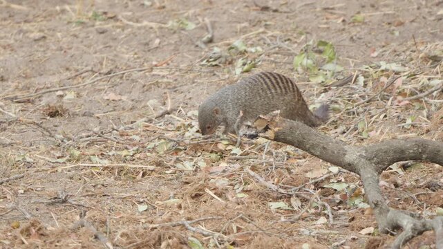 A banded mongoose (Mungos mungo) feeds intently on the dry forest floor among leaf litter and fallen branches in Kruger National Park, South Africa. Slow motion footage.
