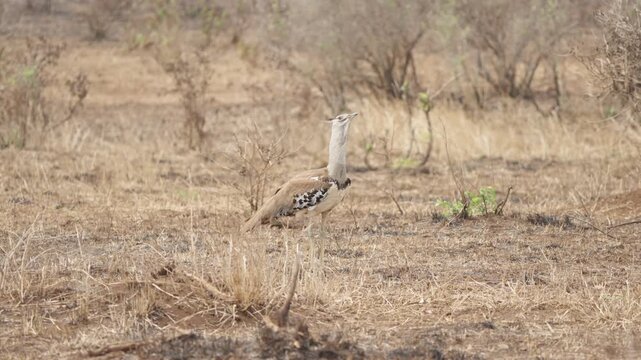 A kori bustard (Ardeotis kori) stands motionless in dry scrubland as wind blows through its feathers in Kruger National Park, South Africa. Slow motion wildlife footage, dry season.
