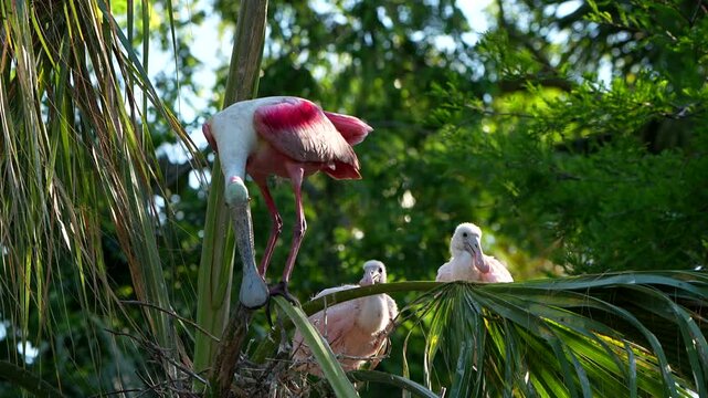 Roseate spoonbill and its two chicks at a nest