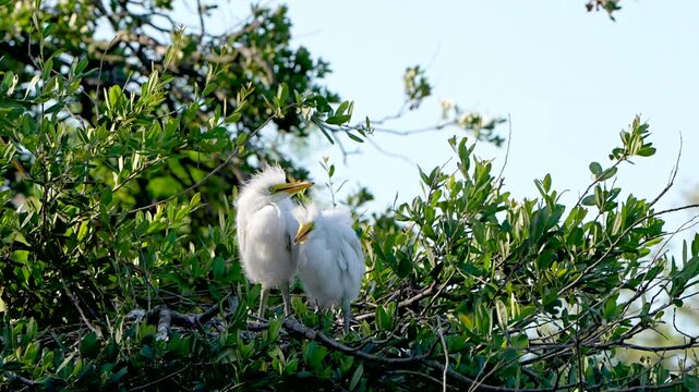 Great egret flies away and leaves chicks at the nest