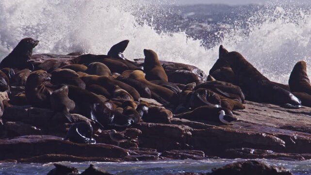 Cape Fur seal colony clumped together on coastal rocks with breaking wave, slomo