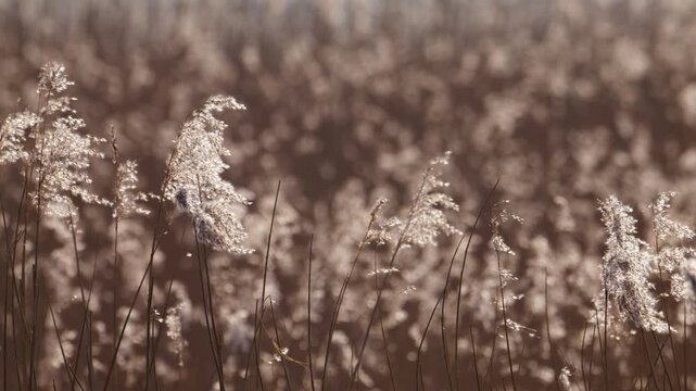 A soft-focus, cinematic shot of dried common reeds in the Netherlands. The plumes are beautifully backlit by the low March sun, creating a warm golden glow.
