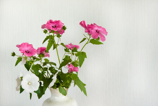 A Lavater flower in a white vase is highlighted on a white background