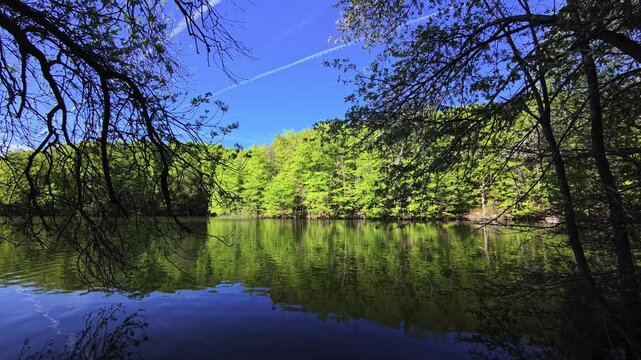 Calm forest lake with green trees reflected on still water surface