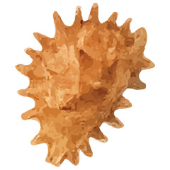 Fototapeta premium Spiky Murex Seashell Marine Ocean Shell Beach Exotic Coastal Design