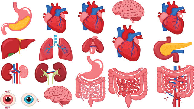 Human internal organs vector illustration set with heart, brain, lungs, liver, stomach, kidneys and digestive system anatomy