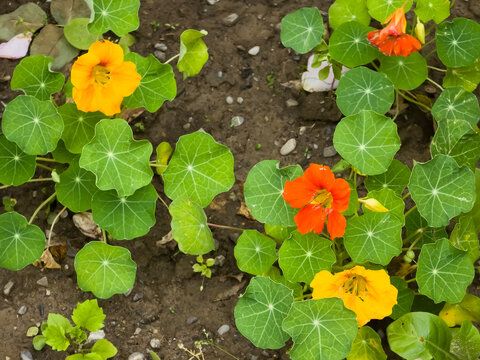 Garden nasturtium (Tropaeolum majus) plants with rounded green peltate leaves and bright yellow and orange flowers growing in soil.