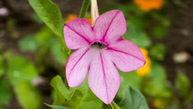 Close-up of a pink jasmine tobacco (Nicotiana alata) flower blooming outdoors against blurred green garden foliage.