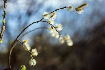 willow branches in spring © Тетяна
