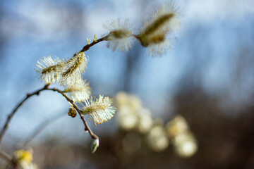 pussy willow catkins © Тетяна
