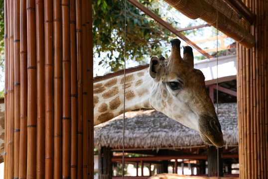 Close-up Portrait of a Giraffe Head with Beautiful Eye Detail at a Tropical Safari Park Restaurant
