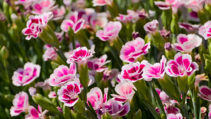Fototapeta premium Vibrant pink and white Dianthus flowers, also known as Pinks, bloom in a dense cluster, showcasing their ruffled petals and bright colors against a soft green background.